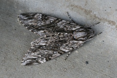 Agrius godarti