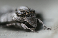 Agrius godarti