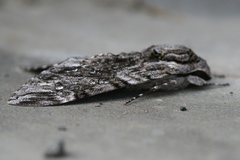 Agrius godarti