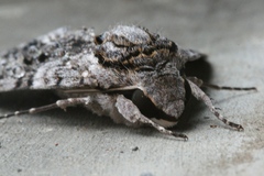 Agrius godarti