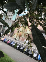 Elaeocarpus hainanensis