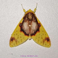 Amaxia flavicollis