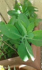 Crassulaceae