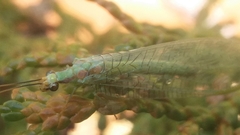 Chrysopa coloradensis