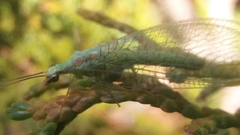 Chrysopa coloradensis