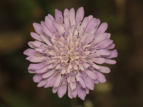 Field Scabious