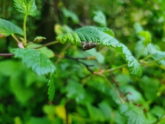 Syricoris lacunana