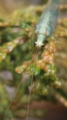 Chrysopa coloradensis