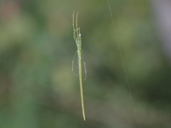 Ariamnes cylindrogaster