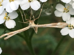 Gillmeria pallidactyla