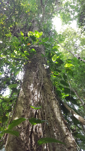 Styphnolobium parviflorum