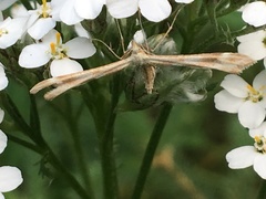 Gillmeria pallidactyla