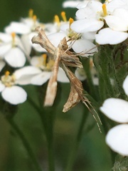 Gillmeria pallidactyla