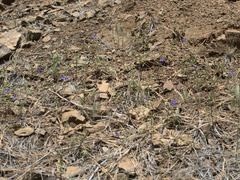 Scutellaria angustifolia