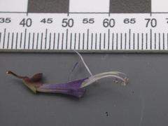 Scutellaria angustifolia