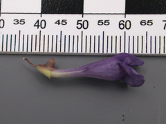 Scutellaria angustifolia