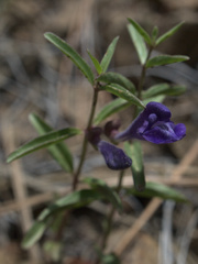 Scutellaria angustifolia