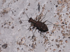 Cylindera kaleea