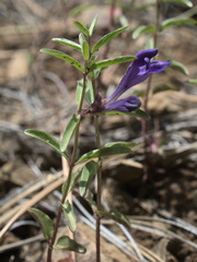 Scutellaria angustifolia
