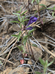 Scutellaria angustifolia