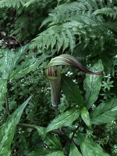 Arisaema solenochlamys iNat (1)