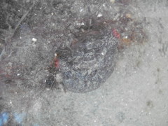 Microcosmus squamiger