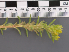 Sedum stenopetalum