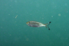 Arripis georgiana