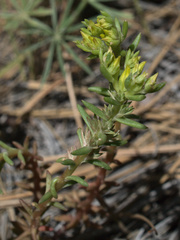 Sedum stenopetalum