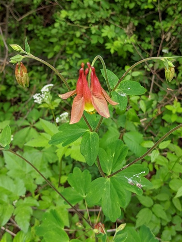 Bucktail Cutoff Trail