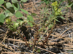 Sedum stenopetalum