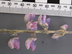 Lupinus caudatus
