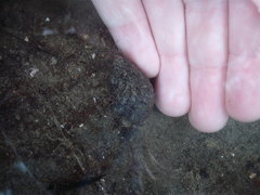 Microcosmus squamiger