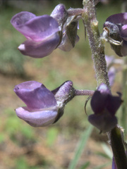 Lupinus caudatus