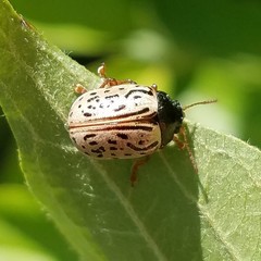 Calligrapha philadelphica