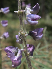 Lupinus caudatus