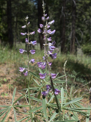 Lupinus caudatus