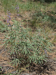 Lupinus caudatus