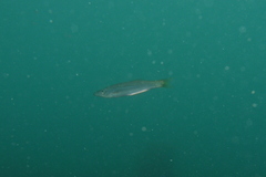 Dinolestes lewini