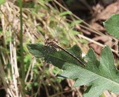 Phanogomphus lividus