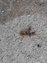 Gryllodes sigillatus