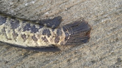 Channa argus
