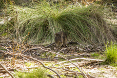 Potorous tridactylus