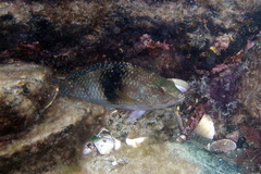Notolabrus tetricus