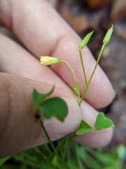 Oxalis florida
