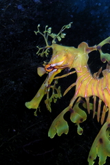 Phycodurus eques