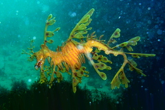 Phycodurus eques