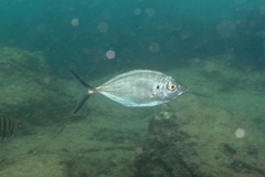 Pseudocaranx