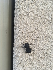 Phloeodes diabolicus