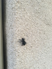 Phloeodes diabolicus